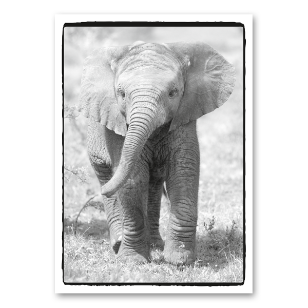 Leinwandkarte Canvas "Elefant"